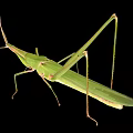 Modern Locust 3d model
