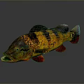 Vibrant Fish With Yellow Orange Black Stripes Red Fins Tail Open Mouth On Gray Background