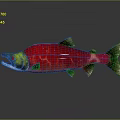Red Aquatic Fish With Yellow Green Head Red Body And Black Fins Realistic