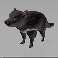 Realistic 3D Model of Tasmanian Devil Featuring Black Fur White Chest Patch and Pink Ears