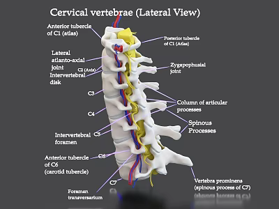 Cervical Vertebrae Lateral View Showing Anatomical Structures And Labeled Parts 3d model