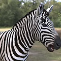 Modern Plain Zebra Animal Creatures 3d model