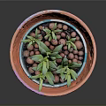 Colorful Decorative Flower Pot With Saucer And Green Succulent Plants