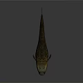 Lungfish With Brown Yellow Striped Long Body And Fins On Gray Background