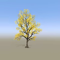 Single Deciduous Arbor with Vibrant Yellow Leaves Against Clear Blue Sky and Gray Ground