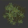 Lush Green Herbaceous Plant Cluster With Tiny Bright Yellow Flowers 3d model
