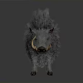 Wild Boar With Fluffy Dark Fur And Prominent Curved Tusks Standing Against Dark Background
