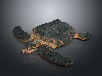 Reptile Sea Turtle With Dark Green Brown Patterned Shell And Flippers On Dark Gray Background 3d model