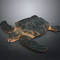 Turtle Cartoon Turtle Snapping Turtle Chickbill Turtle Reptile Cold Blooded Animal Reptile Class 3d model