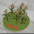 Multiple Fresh Vegetable Herb Plants On Green Circular Mat With Green Leaves And Seed Heads