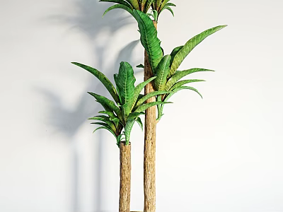 Two Bonsai Potted Plants With Large Green Leaves And Brown Trunks On White Background 3d model