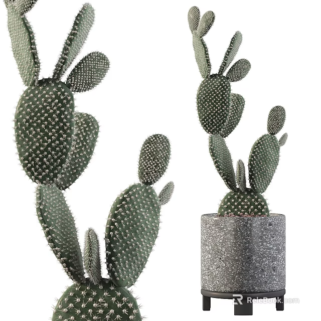Potted Bonsai Cactus Plant With Spiny Branched Stems In Gray Concrete Pot For Home Decor 3d model 