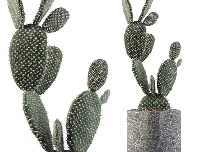 Potted Bonsai Cactus Plant With Spiny Branched Stems In Gray Concrete Pot For Home Decor 3d model
