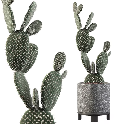 Potted Bonsai Cactus Plant With Spiny Branched Stems In Gray Concrete Pot For Home Decor 3d model