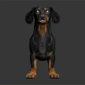 Black and Tan Dachshund Standing on Shiny Dark Background with Studio Lighting