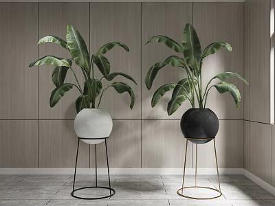 Two Potted Green Plants In White And Black Pots With Metal Stands Against Wooden Wall 3d model