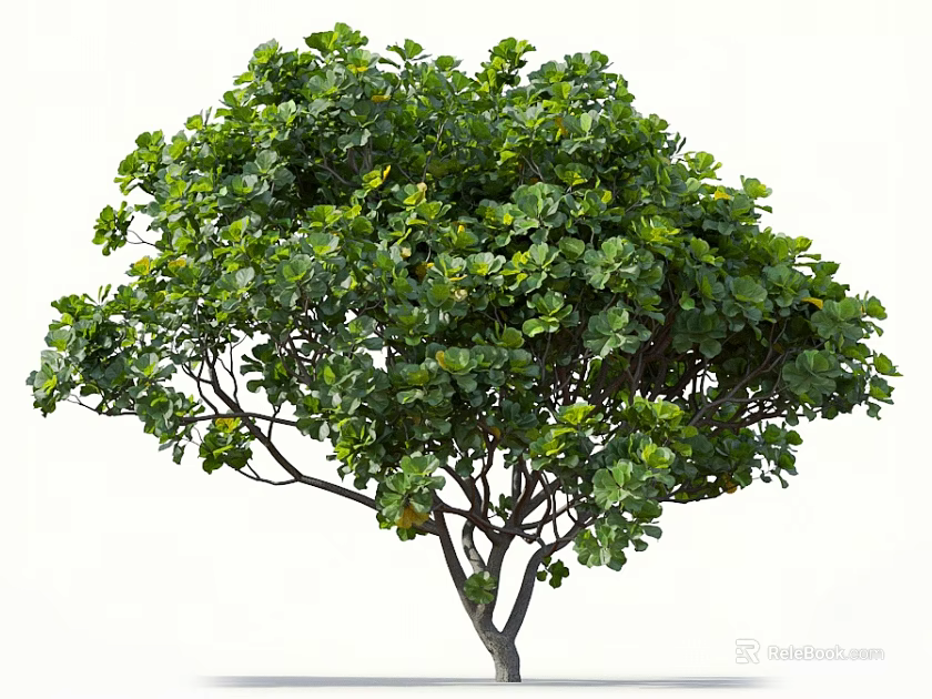 Tree With Lush Green Leaves Strong Trunk And Spreading Branches Isolated On White Background 3d model 