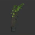 Tall Green Potted Plant with Slender Stems and Lush Green Leaves in Gray Pot