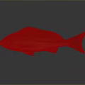 Striped Fish With Orange Eyes Brown White Body Dorsal Fin And Dark Tail