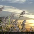 Golden Sunset Scenery With Swaying Reeds And Cloudy Sky At Dusk