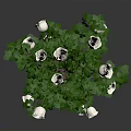 Green Leaf Plant With White Flowers And Root In Soil On Dark Background