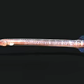 Brown Spotted Aquatic Animal With Long Body Elongated Snout And Swimming Posture Underwater