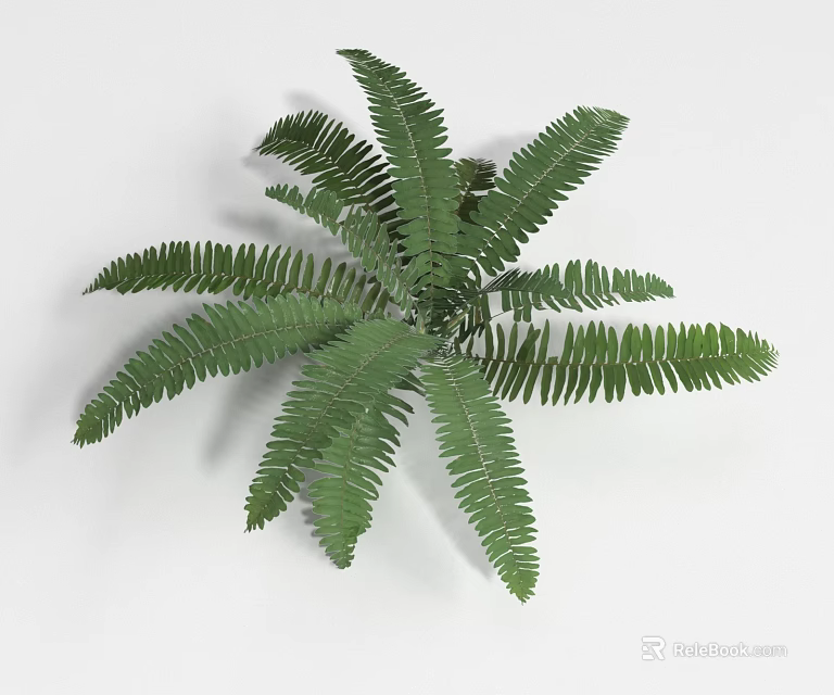 Green Shrub Plant With Feathery Green Leaves For Garden Landscaping And Outdoor Design 3d model 
