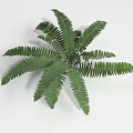 Green Shrub Plant With Feathery Green Leaves For Garden Landscaping And Outdoor Design