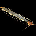 Long Bodied Centipede With Numerous Legs Segmented Body And Brown Head On Black Background