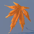Vibrant Orange Maple Leaf With Detailed Texture Isolated On Blue Background 3d model
