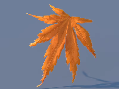 Vibrant Orange Maple Leaf With Detailed Texture Isolated On Blue Background 3d model