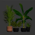 Vibrant Potted Tropical Plants With Large Green Leaves And Various Types In Orange Black Pots