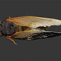 Macro View Of Cicada With Red Eyes Transparent Wings Yellow Edges And Black Body