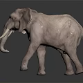 Realistic Gray Elephant With Large Ears Long Trunk And Tusks On Dark Reflective Surface