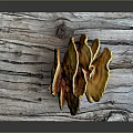 Vibrant Yellow Orange Ganoderma Plant With Fan Shaped Caps On Wooden Plank Against Dark Background
