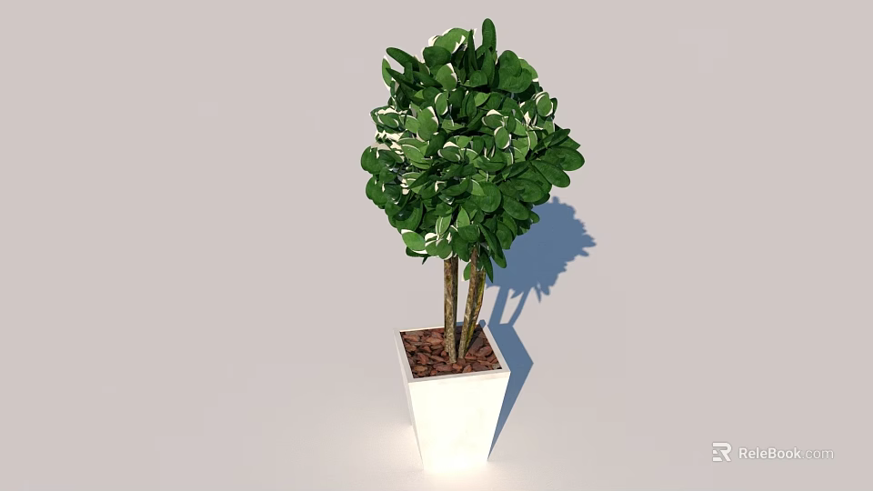 Bonsai Potted Plant With Lush Green Spherical Foliage In White Square Pot 3d model 