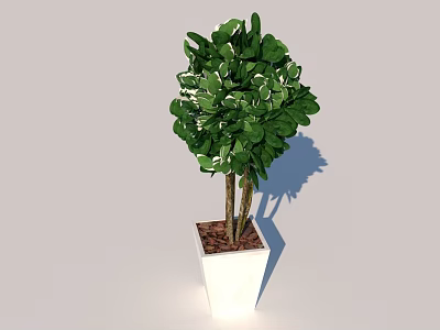 Bonsai Potted Plant With Lush Green Spherical Foliage In White Square Pot 3d model