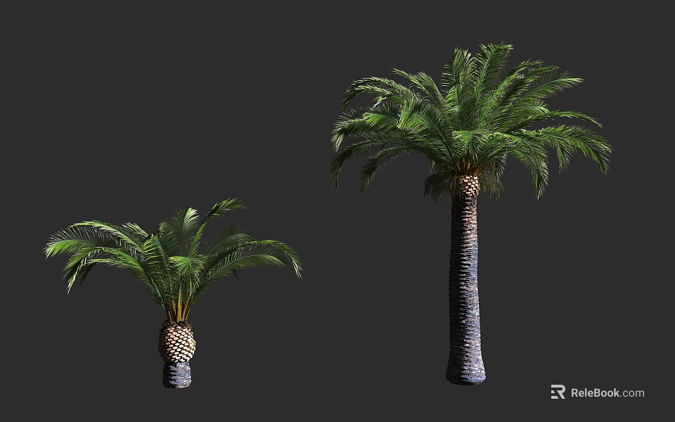 Tropical Arbor Palm Trees With Green Fronds And Textured Trunks In Two Sizes 3d model 
