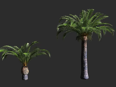 Tropical Arbor Palm Trees With Green Fronds And Textured Trunks In Two Sizes 3d model