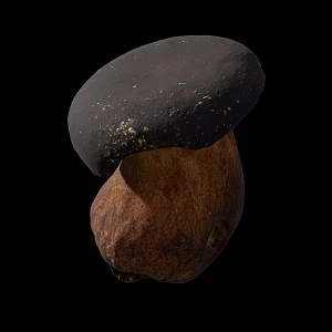 Mushrooms 3d model