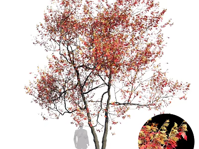 Tall Deciduous Tree With Vibrant Red And Yellow Autumn Foliage And Slender Trunks 3d model