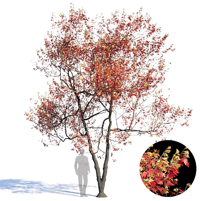 Tall Deciduous Tree With Vibrant Red And Yellow Autumn Foliage And Slender Trunks 3d model