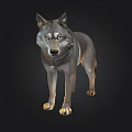 Realistic Gray Wolf 3D Model With Yellow Eyes Standing On Black Background 3d model