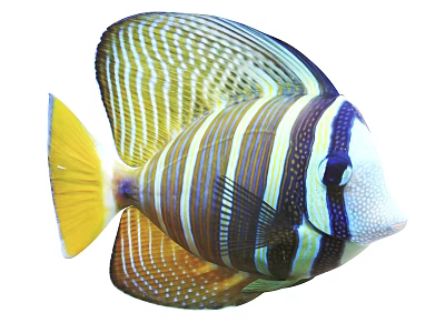 Colorful Striped Tropical Fish With Yellow Black White Stripes And Spotted Fins 3d model