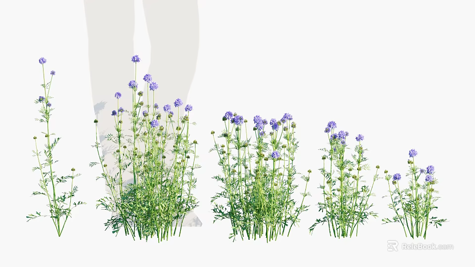 Vibrant Purple Flowering Herbaceous Plants With Green Stems And Small Clustered Blooms 3d model 