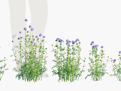 Vibrant Purple Flowering Herbaceous Plants With Green Stems And Small Clustered Blooms 3d model