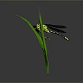 Yellow and Black Dragonfly Perching on Green Leaf Against Gray Background