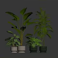 Indoor Houseplants Collection With Various Green Leafy Plants In Modern Planters