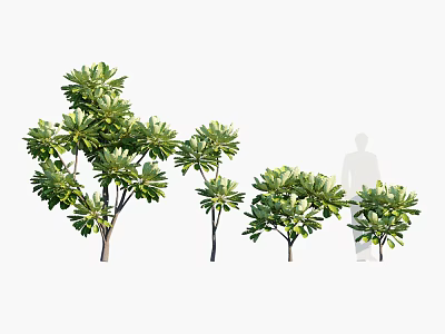 Variety of Arbor Trees with Lush Green Foliage and Human Silhouette for Scale 3d model