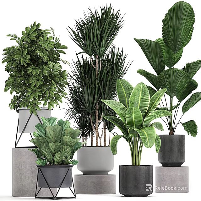 Potted Green Leafy Plants With Various Ceramic And Concrete Planters For Indoor Decor 3d model 